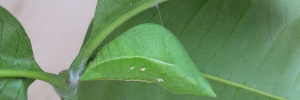Pupae Side of Ulysses Swallowtail - Papilio ulysses joesa